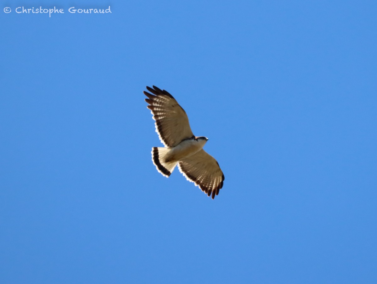 Variable Hawk (Red-backed) - ML627021036