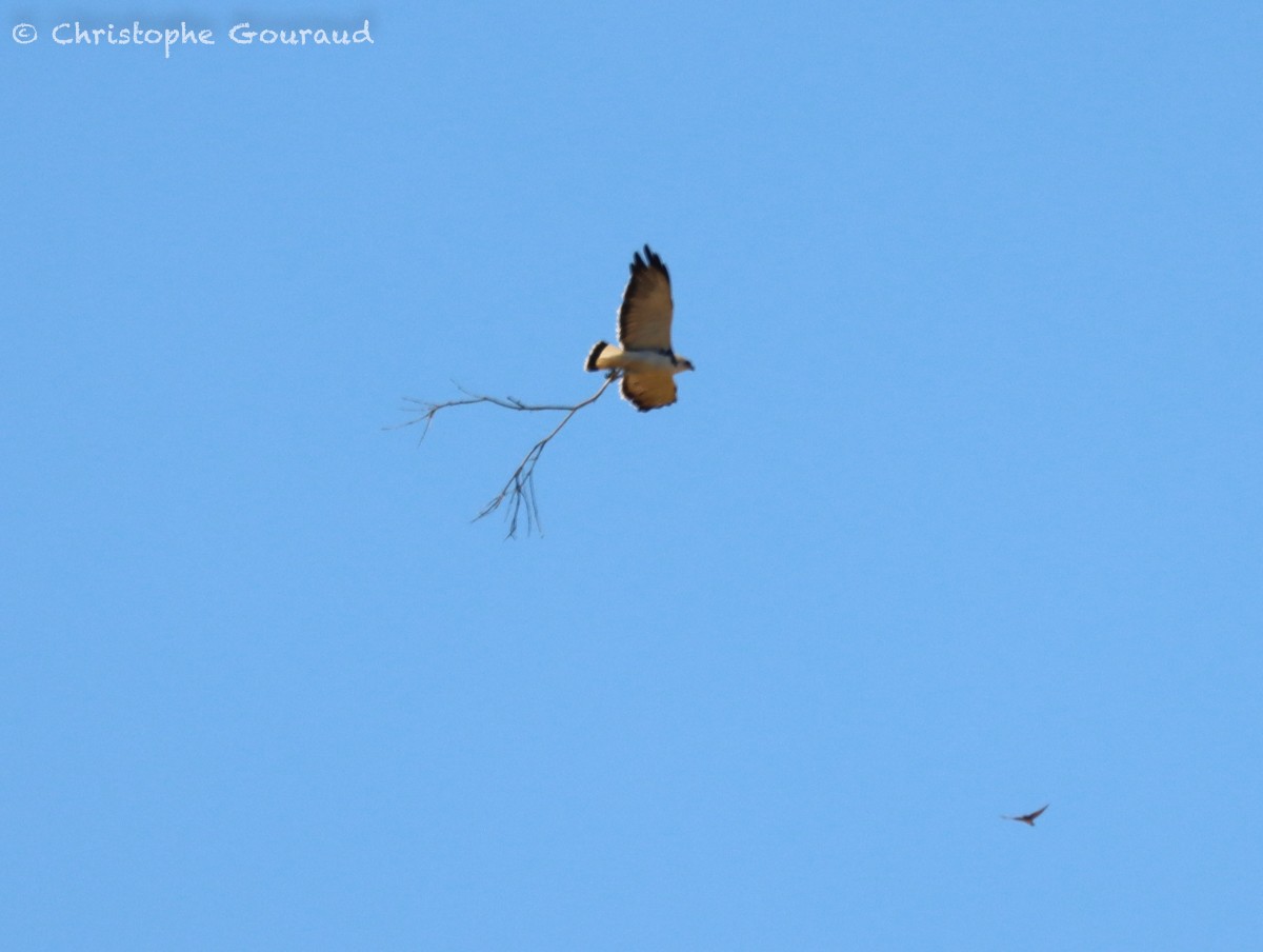 Variable Hawk (Red-backed) - ML627021037