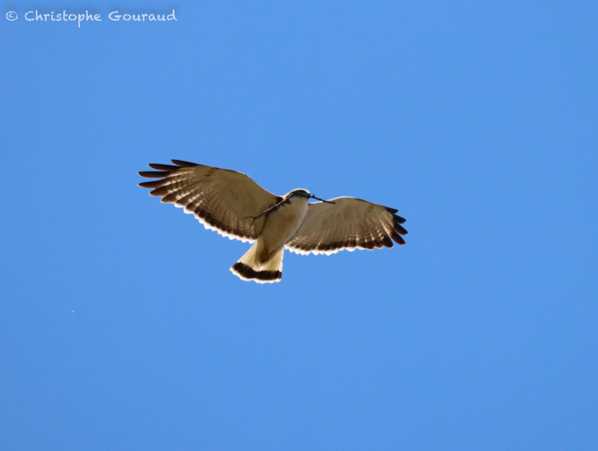 Variable Hawk (Red-backed) - ML627021038