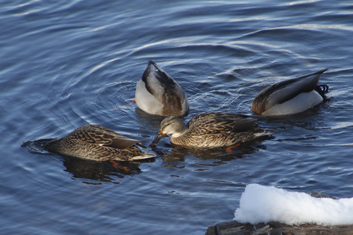 Mallard - ML627021041