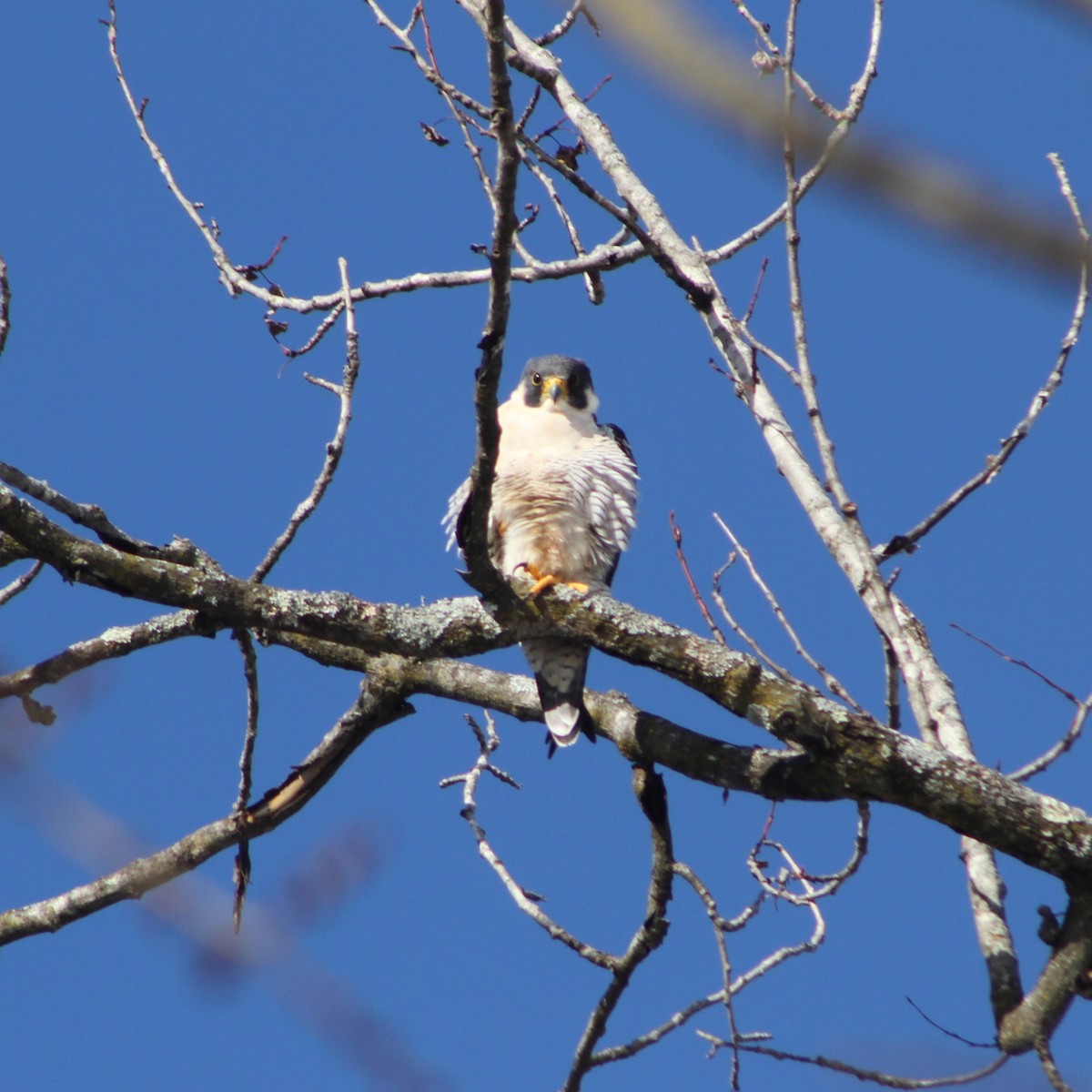 Peregrine Falcon - ML627021152
