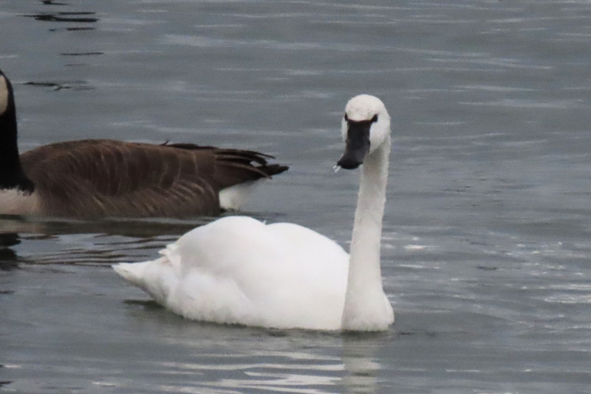 Trumpeter Swan - ML627021219