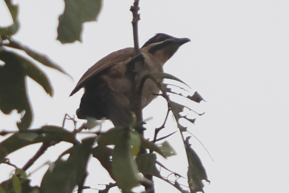 Dwarf Koel - ML627021282