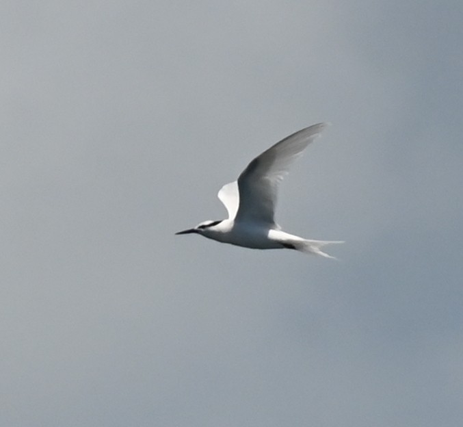 Black-naped Tern - ML627021452