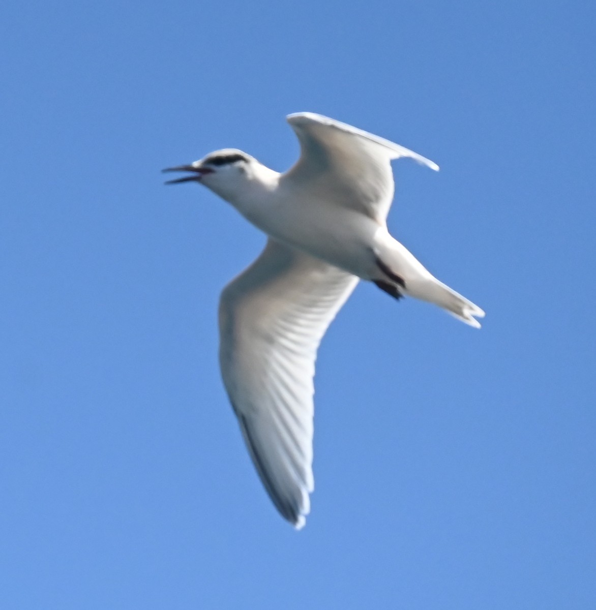 Whiskered Tern - ML627021458