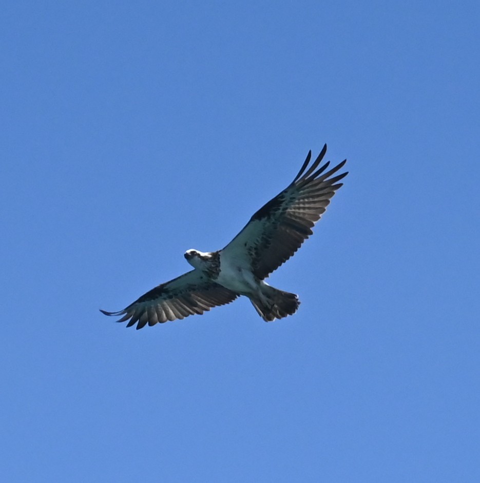 Osprey (Australasian) - ML627021563