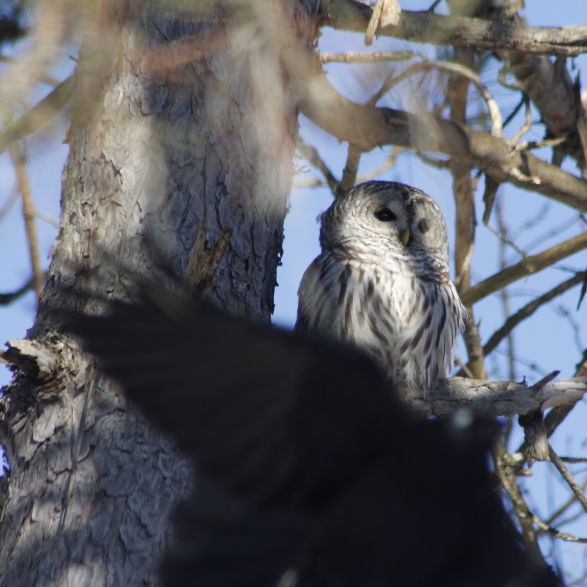 Barred Owl - ML627021590
