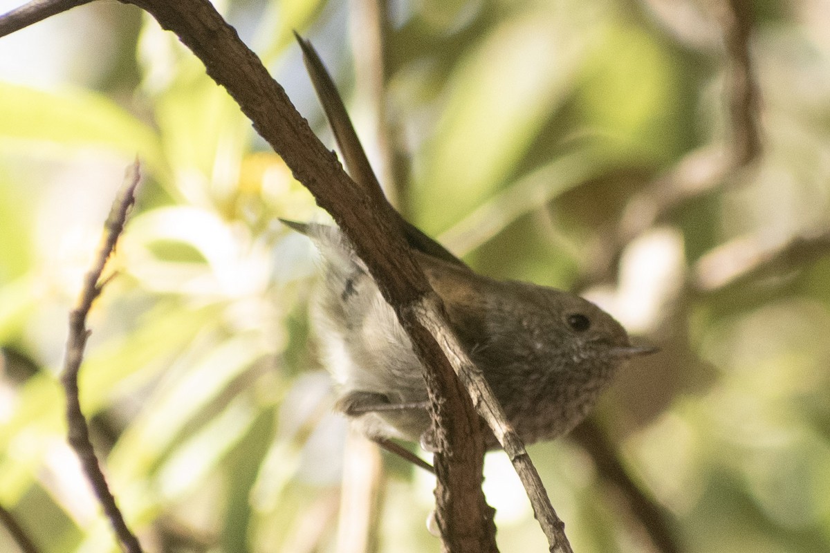 Tasmanian Thornbill - ML627021674