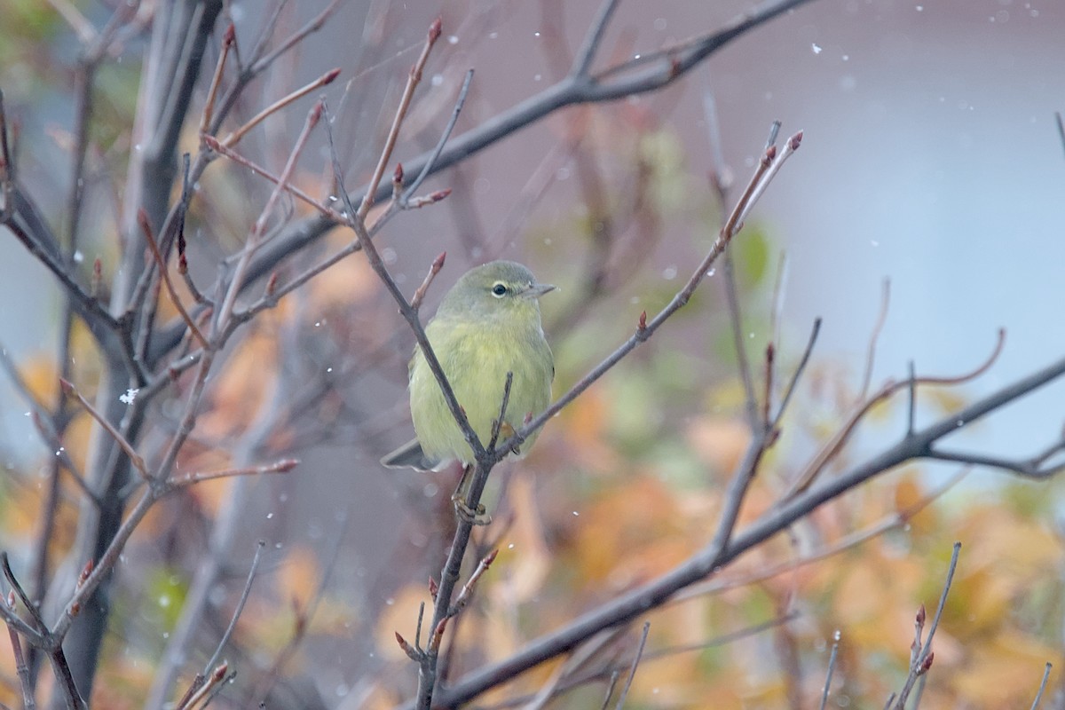 Orange-crowned Warbler - ML627021761