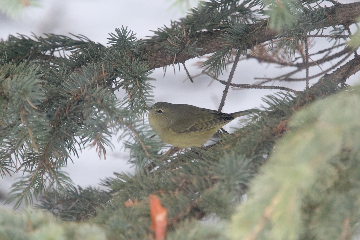Orange-crowned Warbler - ML627021762