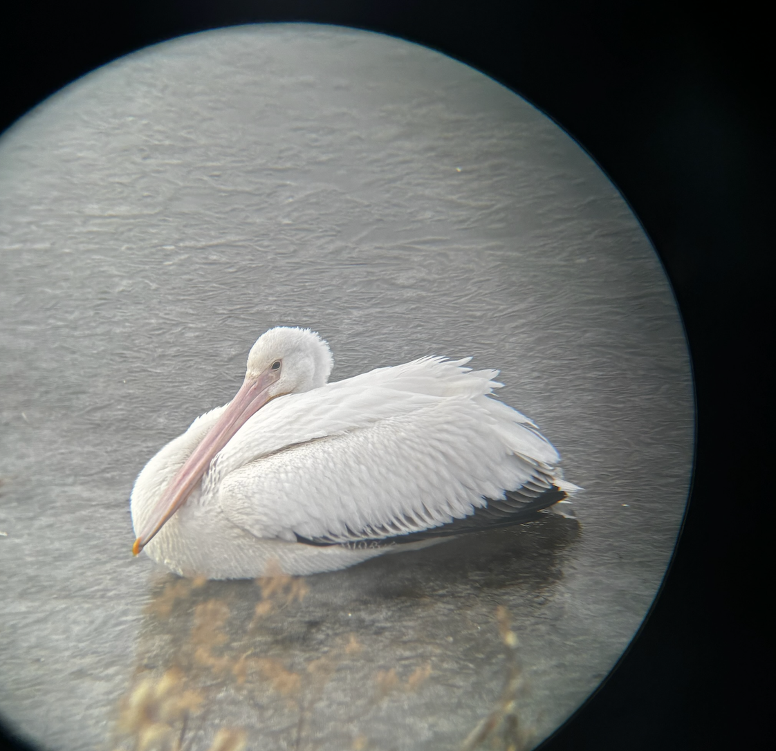 American White Pelican - ML627021766