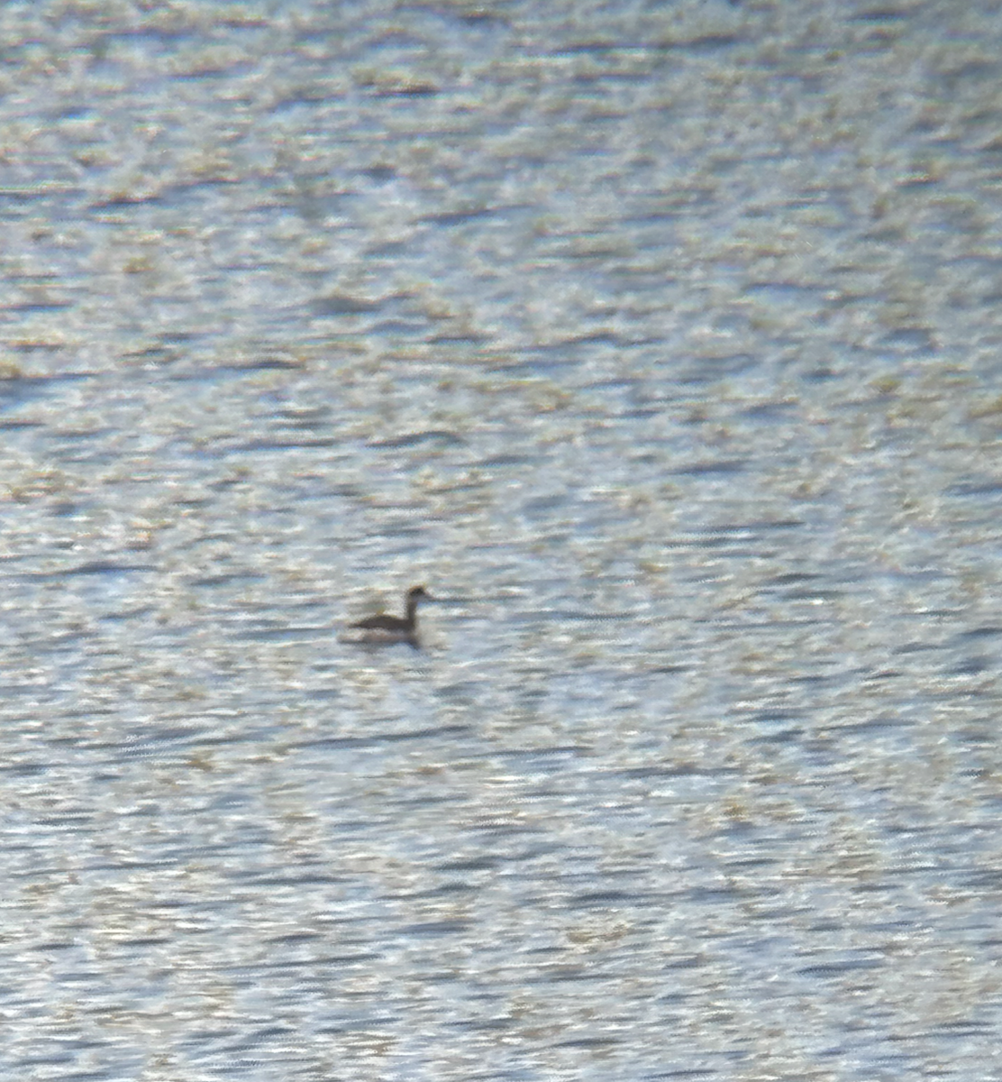 Horned/Eared Grebe - ML627021828