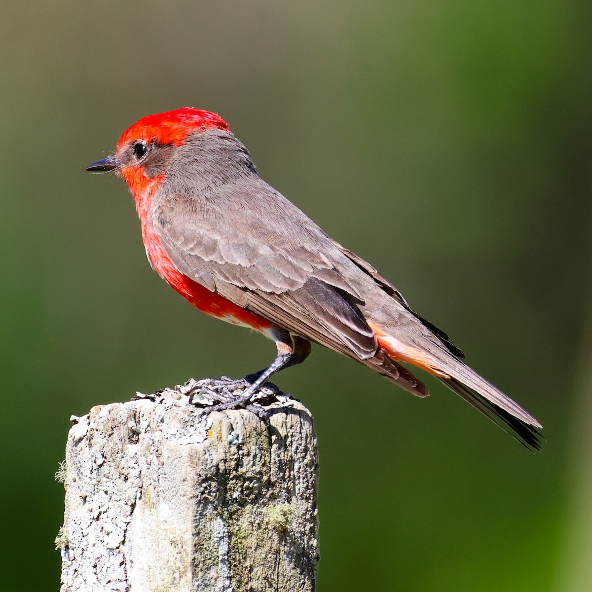 Vermilion Flycatcher (Austral) - ML627021849
