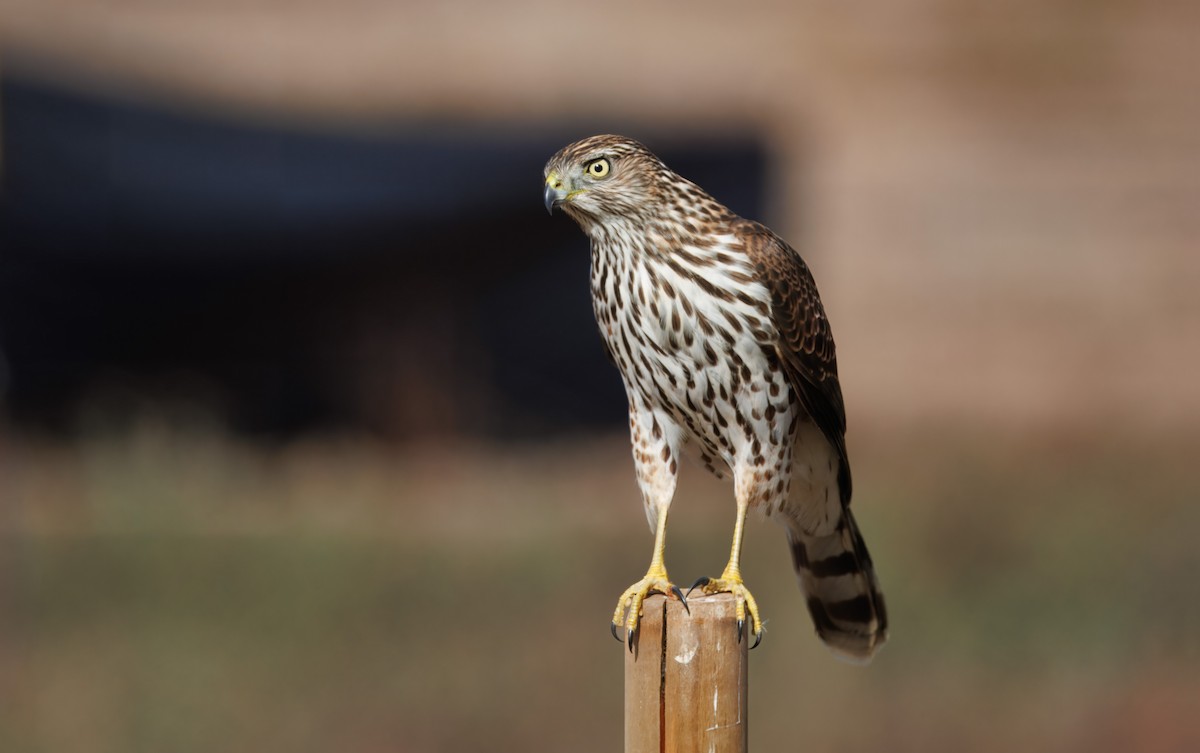 Cooper's Hawk - John Callender