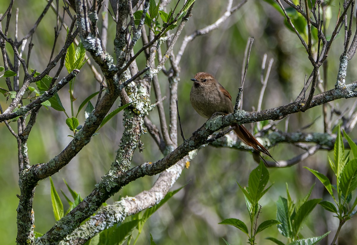 Rusty-fronted Canastero - ML627022241