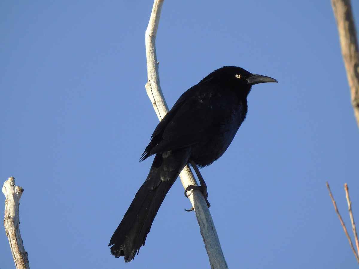 Great-tailed Grackle - ML627022247