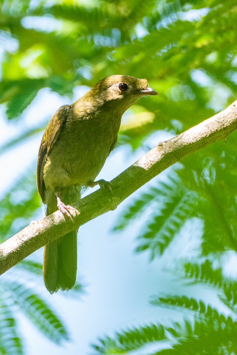 Helmeted Manakin - ML627022260