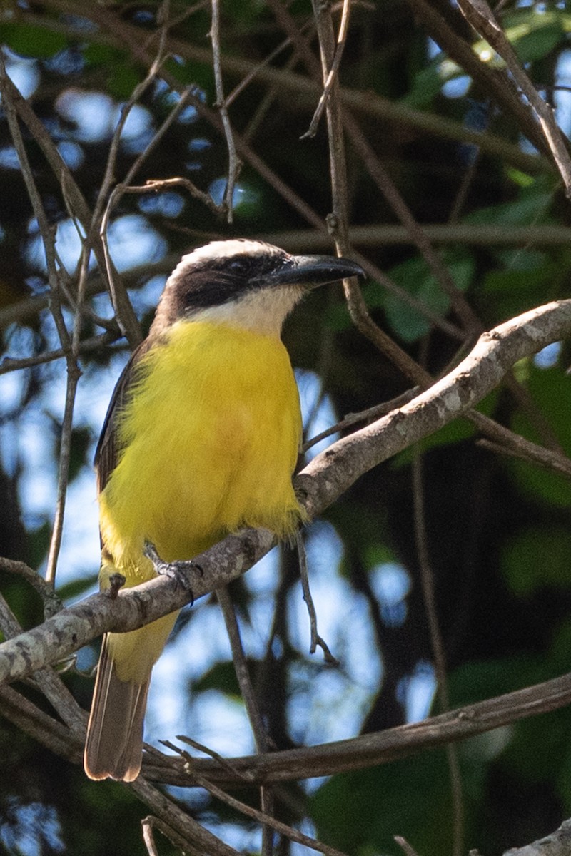 Boat-billed Flycatcher - ML627022268