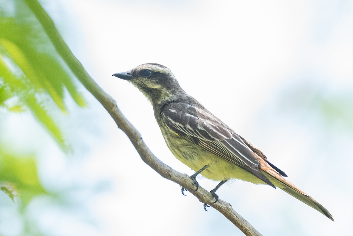 Variegated Flycatcher - ML627022269