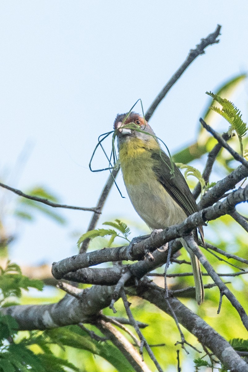 Rufous-browed Peppershrike - ML627022271