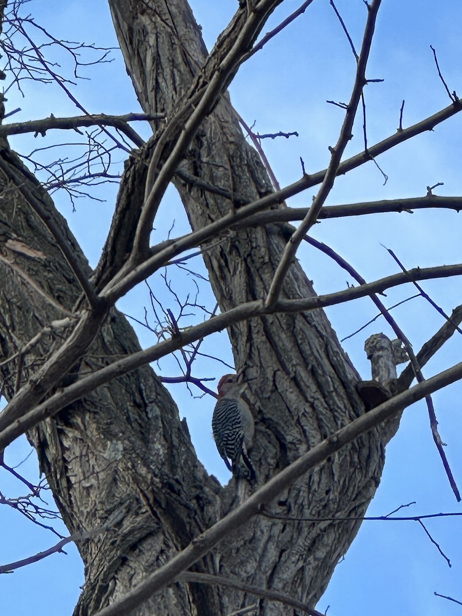 Red-bellied Woodpecker - ML627022297