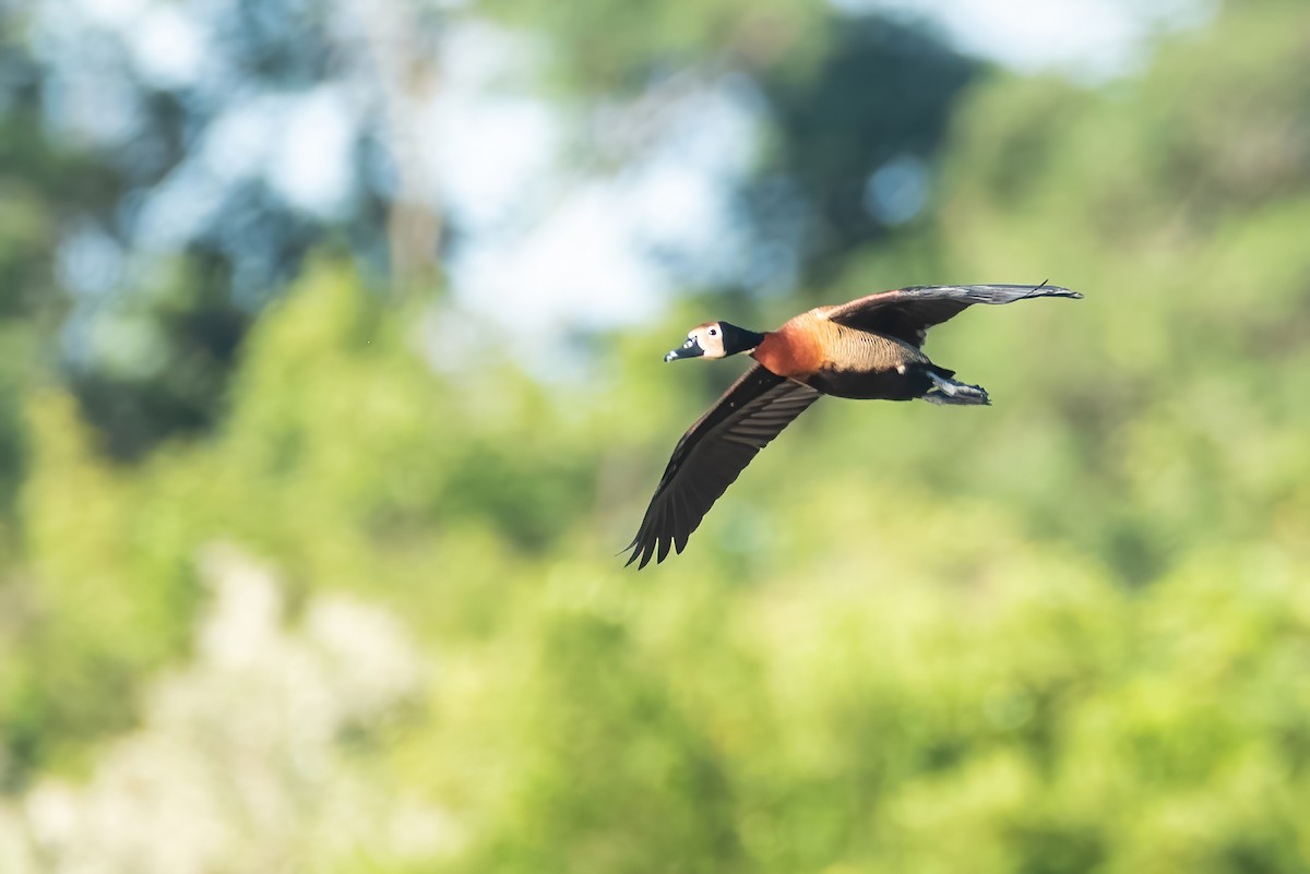 White-faced Whistling-Duck - ML627022323