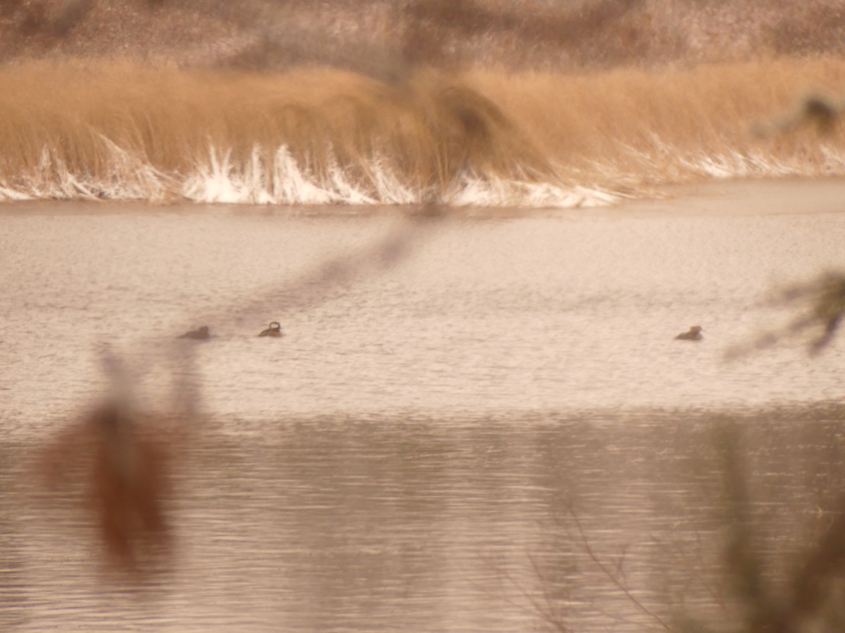 Hooded Merganser - ML627022368