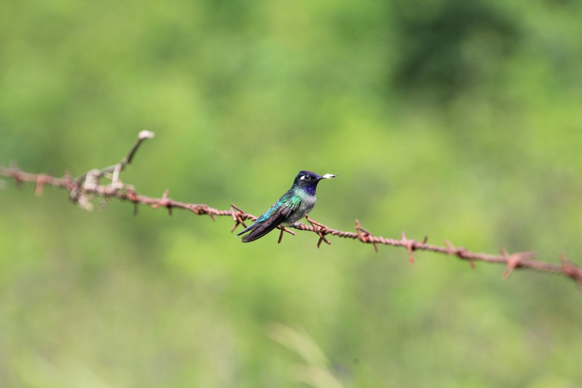 Violet-headed Hummingbird - ML627022375