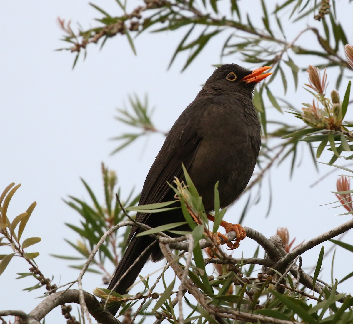 Great Thrush - ML627022572