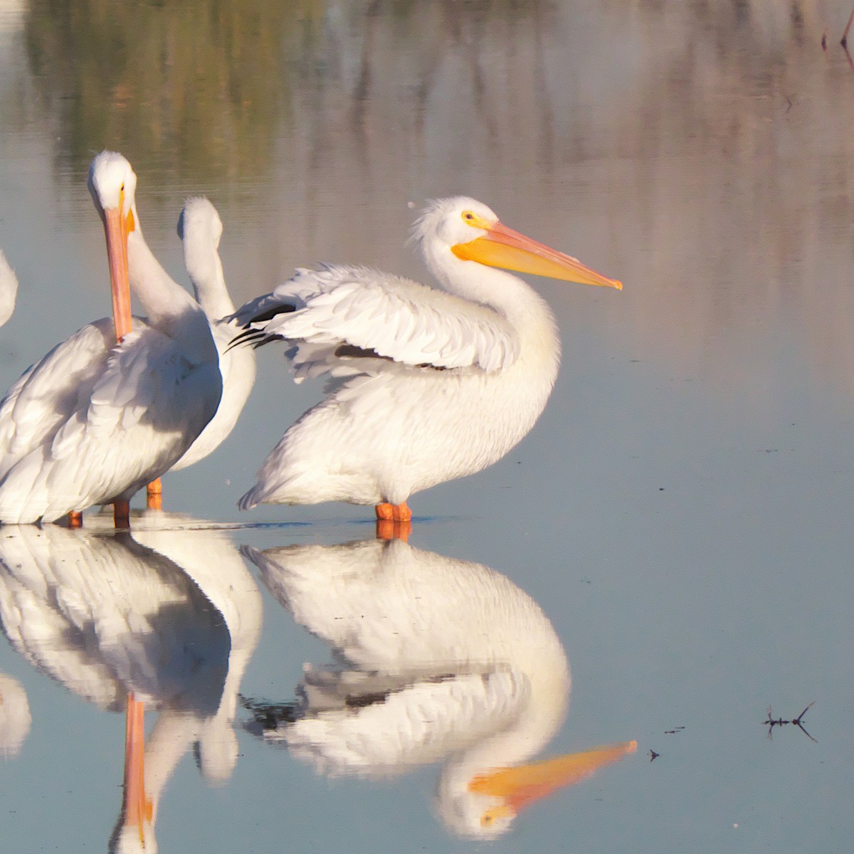 American White Pelican - ML627022653