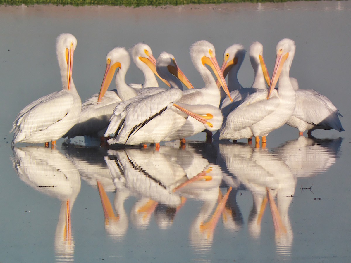 American White Pelican - ML627022655