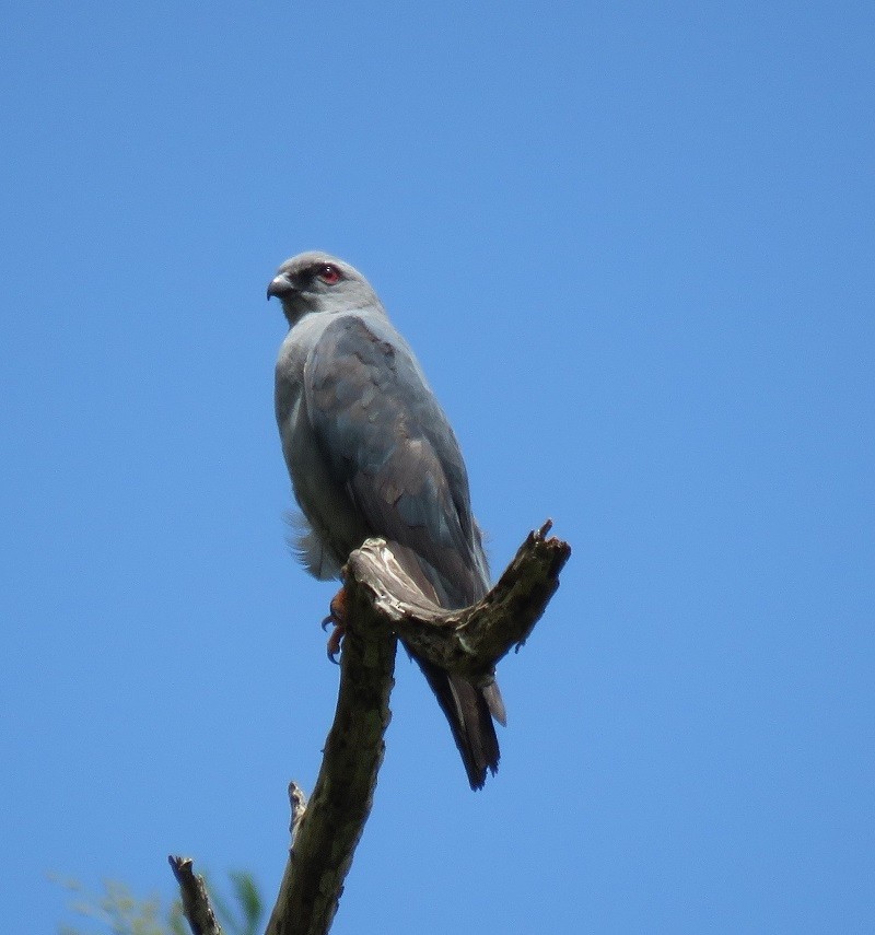 Plumbeous Kite - ML62702271