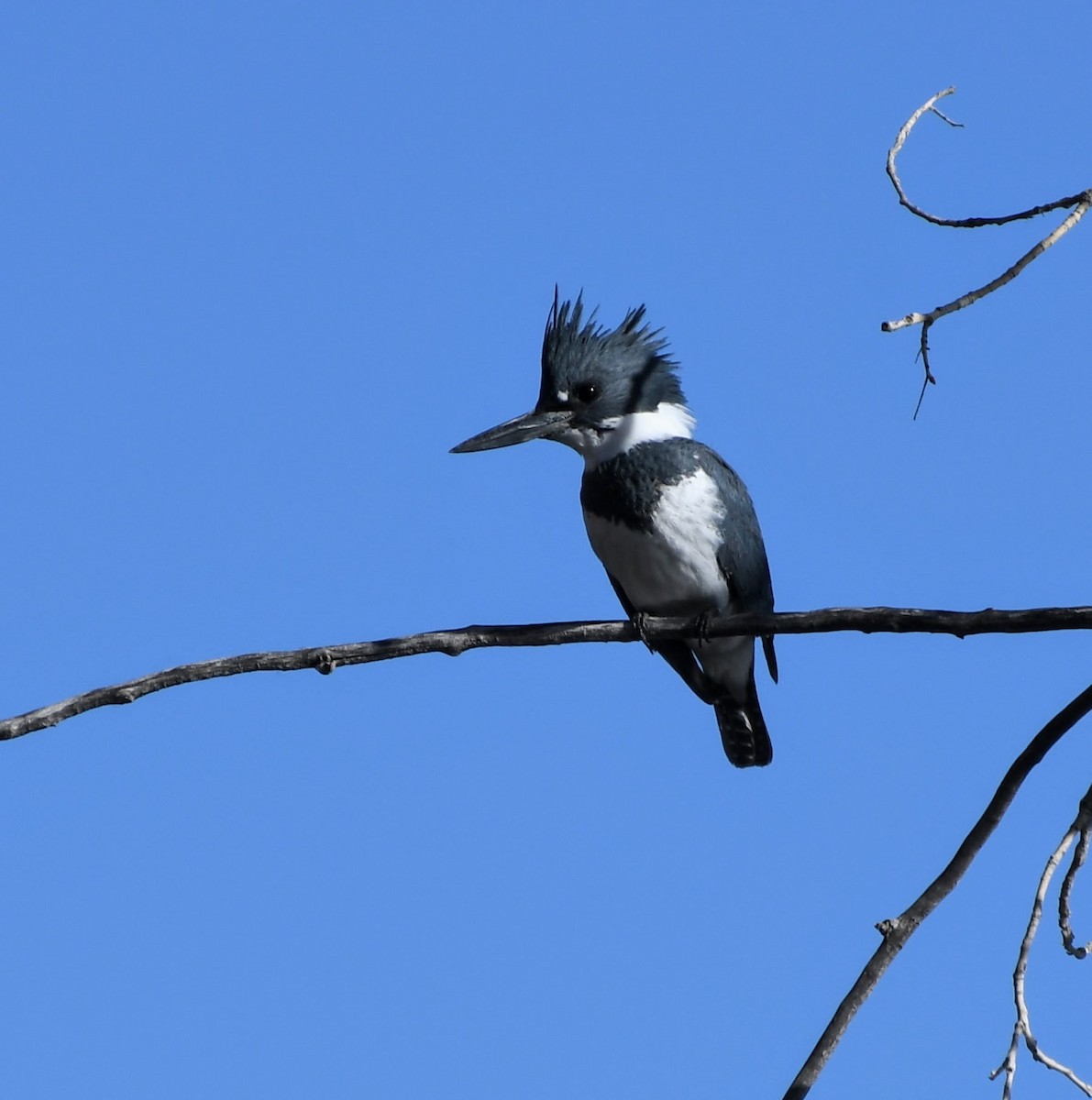 Belted Kingfisher - ML627022920