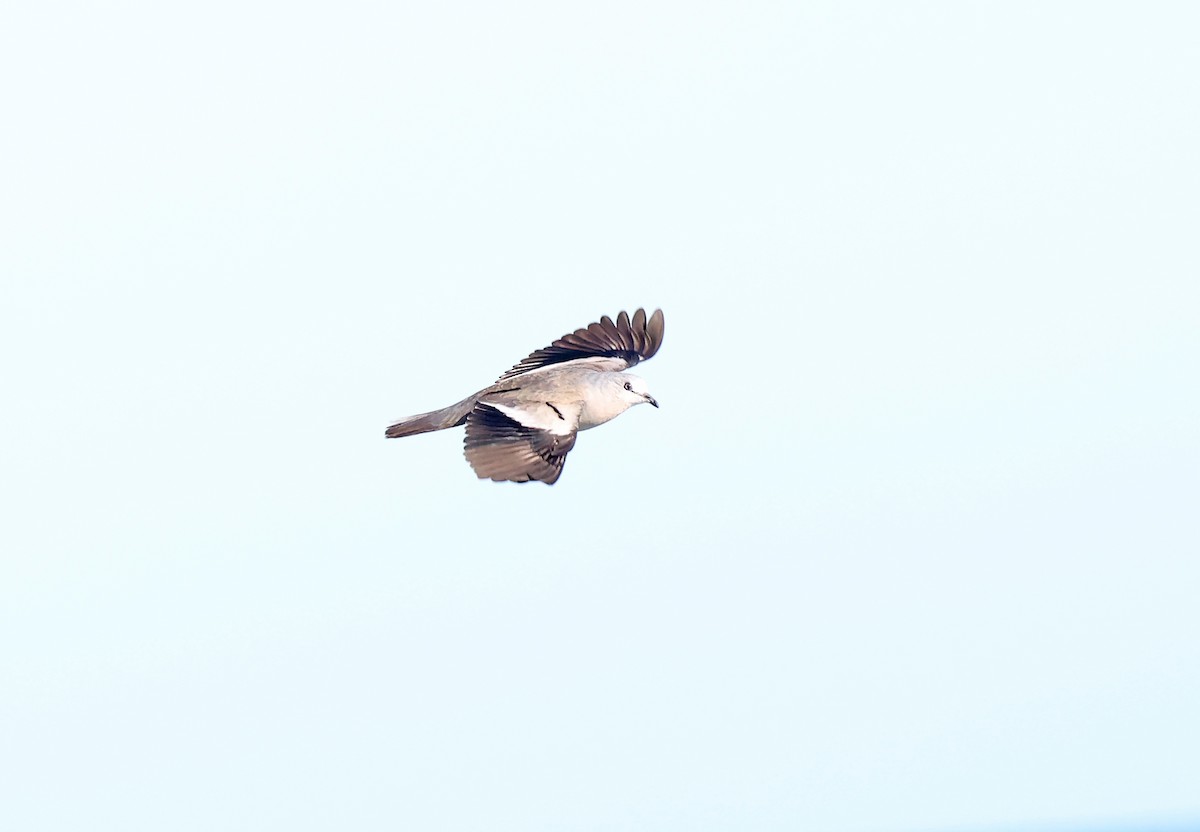 Picui Ground Dove - ML627022965