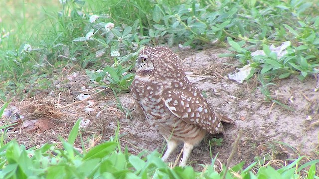 Burrowing Owl (Florida) - ML627022976