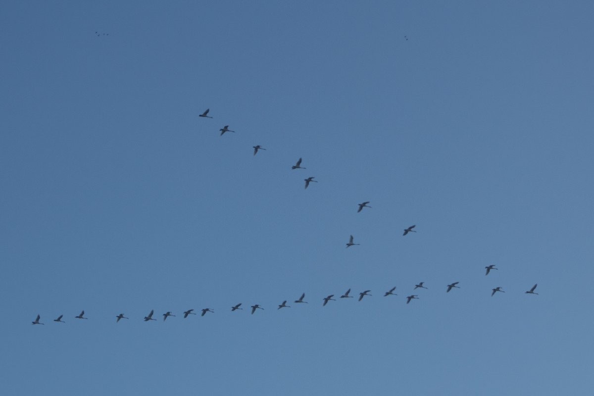 Tundra Swan - ML627023034