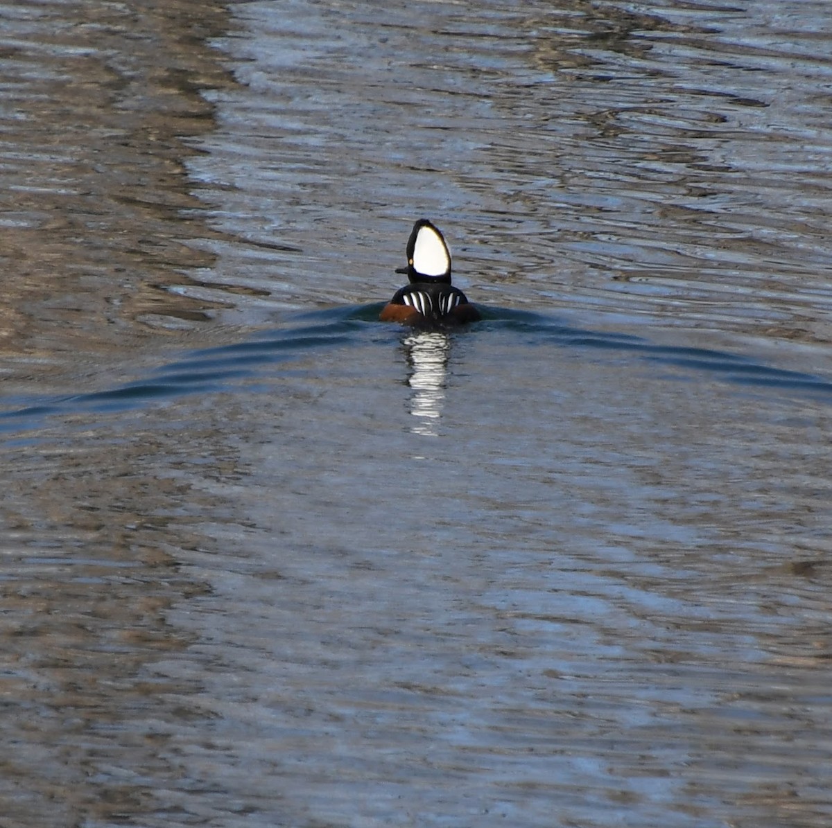 Hooded Merganser - ML627023039
