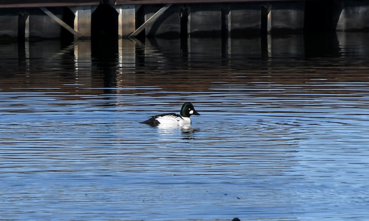 鵲鴨 - ML627023065