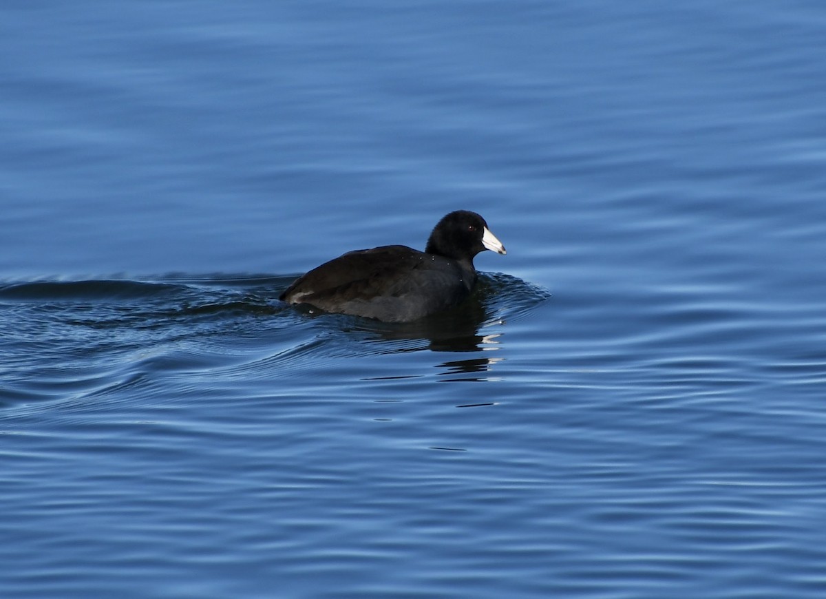 American Coot - ML627023080