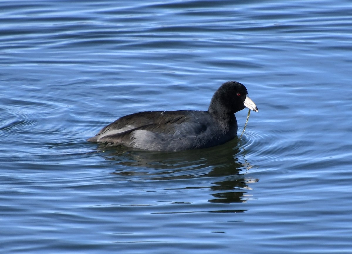 American Coot - ML627023081