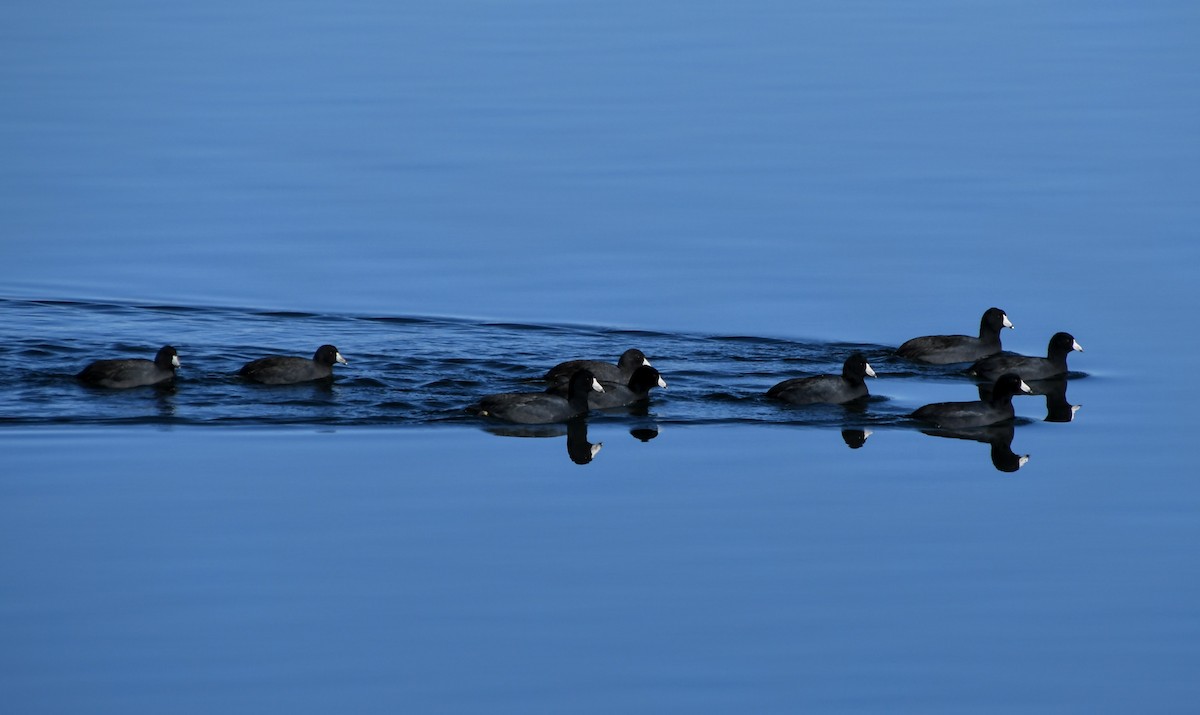 American Coot - ML627023082