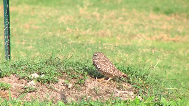 Burrowing Owl (Florida) - ML627023109