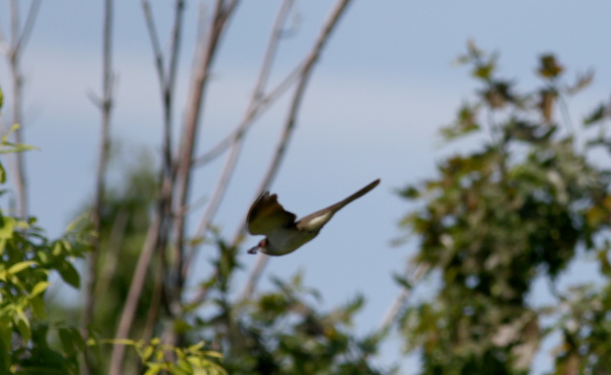 Black-billed Cuckoo - ML62702311