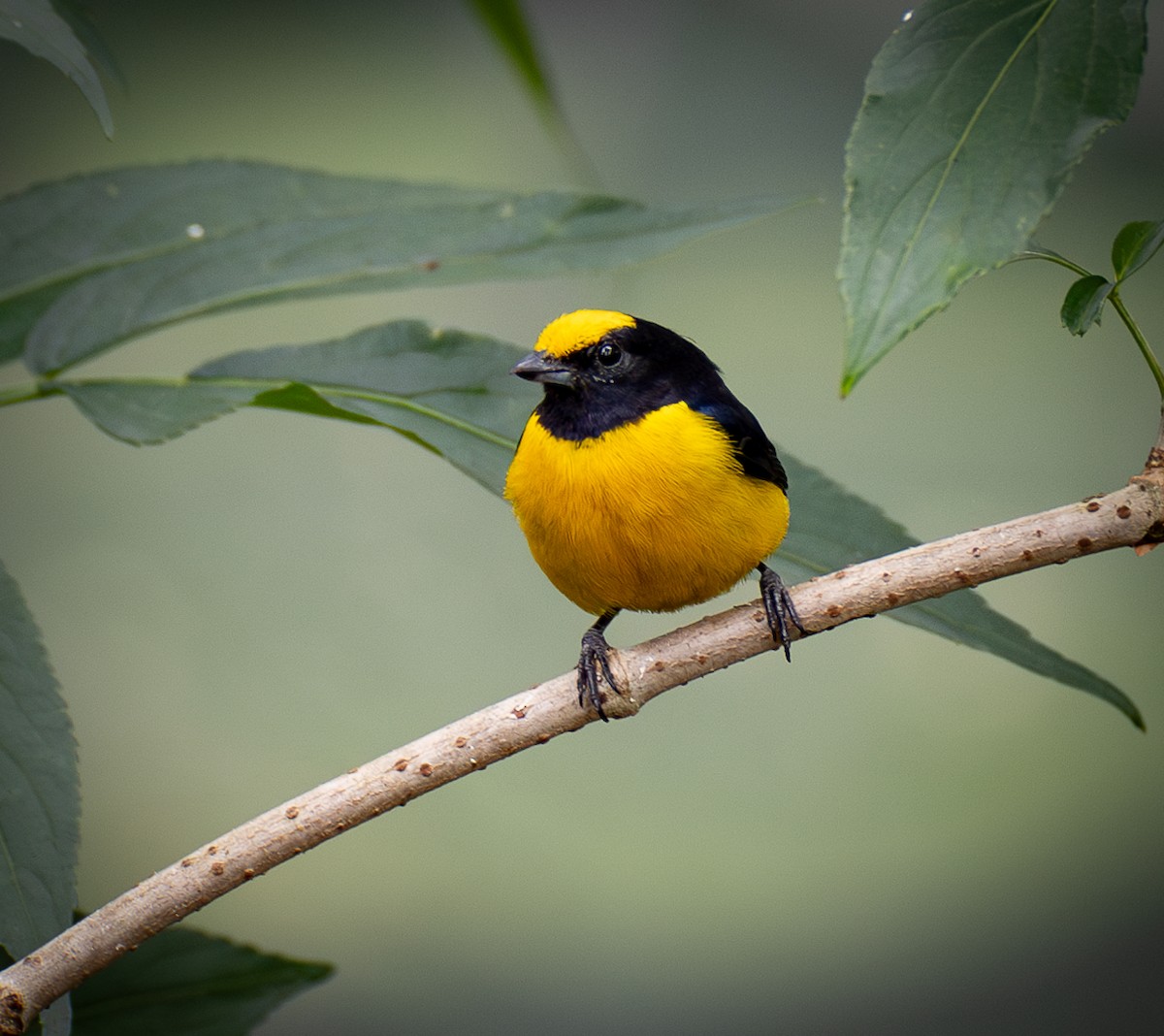 Orange-bellied Euphonia - ML627023184