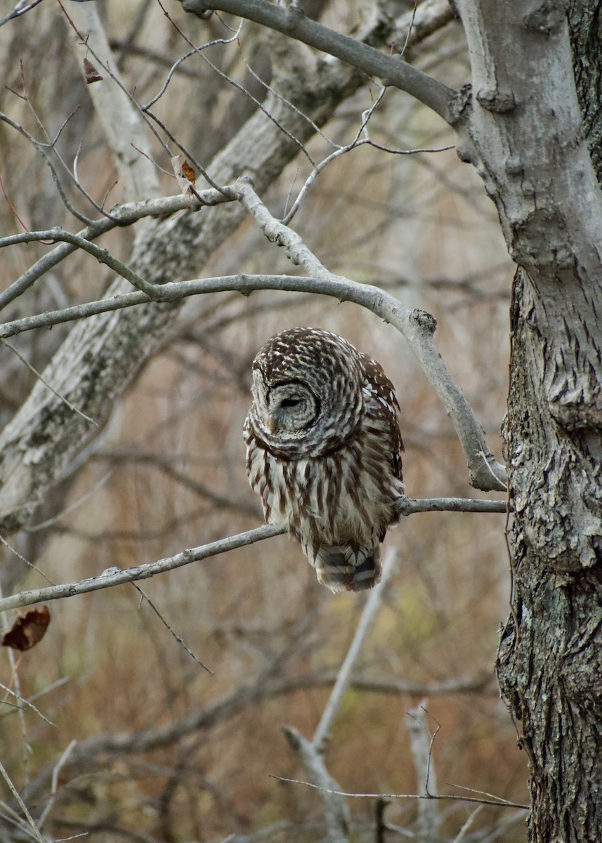 Barred Owl - ML627023378