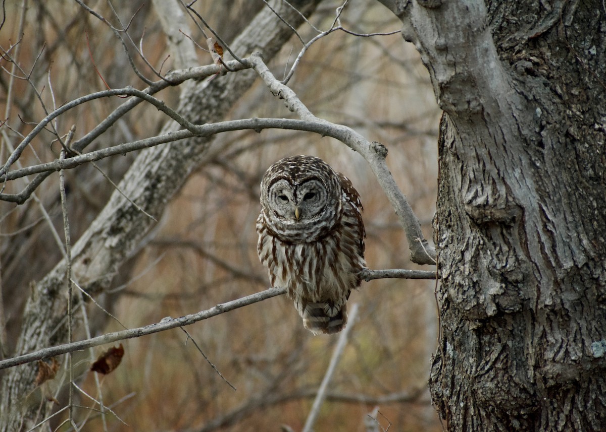 Barred Owl - ML627023379