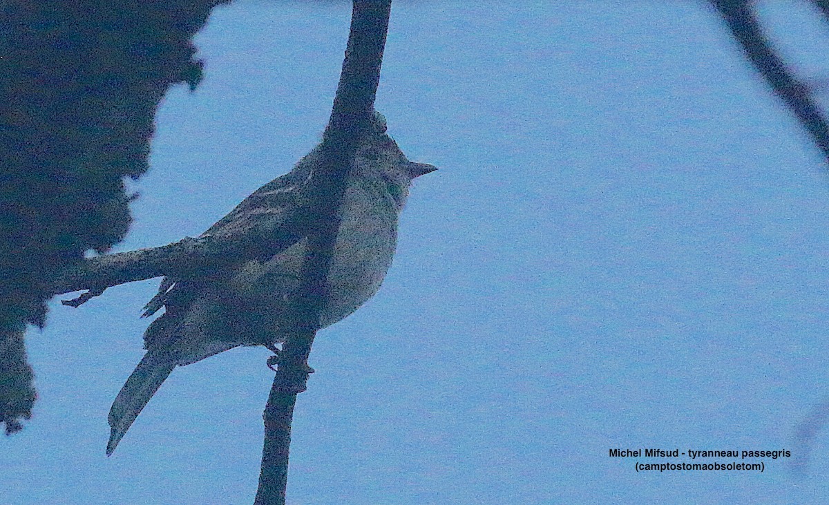 Southern Beardless-Tyrannulet - ML627023395