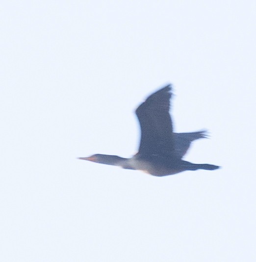 Double-crested Cormorant - ML627023530