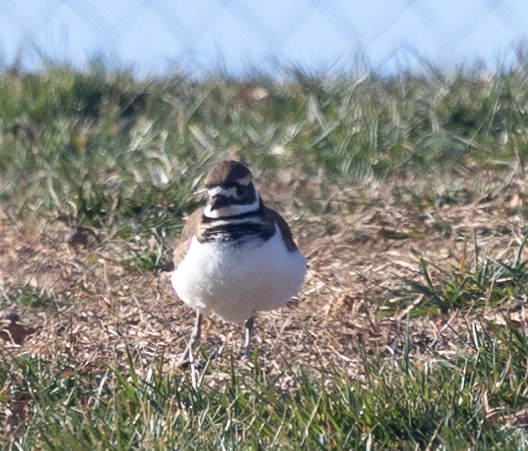 Killdeer - ML627023540