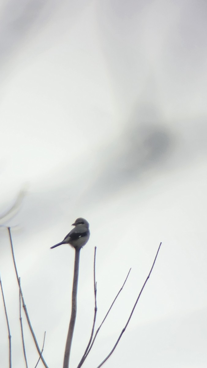 ťuhýk severní - ML627023590